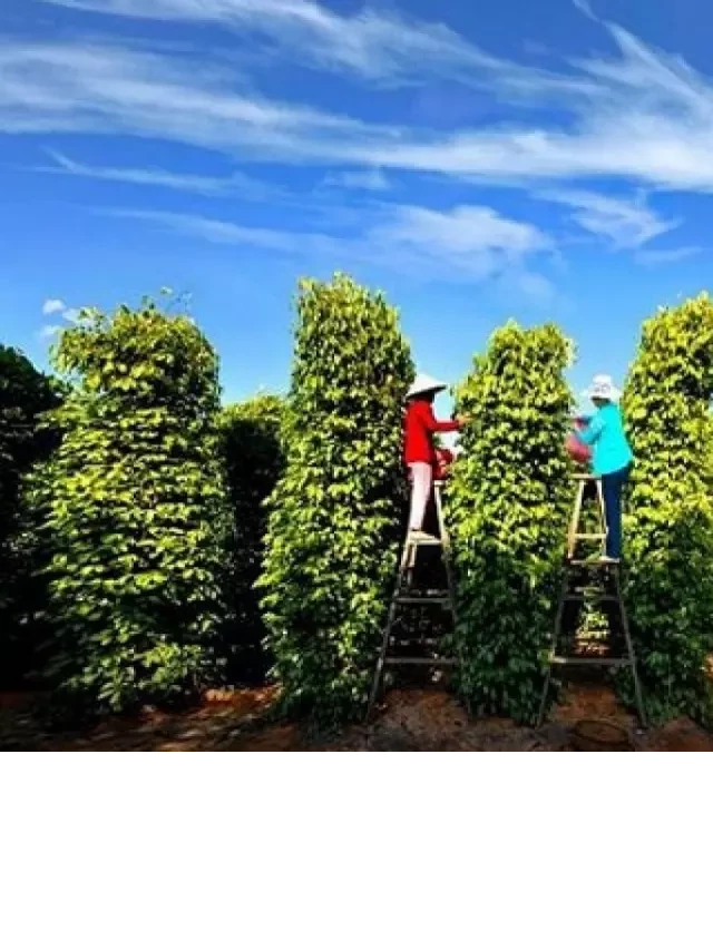   Tour Phú Quốc 3 ngày 2 đêm từ TP.HCM: Khám phá Đảo Ngọc trong chuyến du lịch tuyệt vời