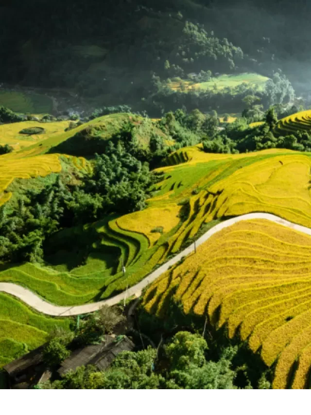   Kinh nghiệm du lịch Sapa vào tháng 10 - Săn ảnh lúa chín
