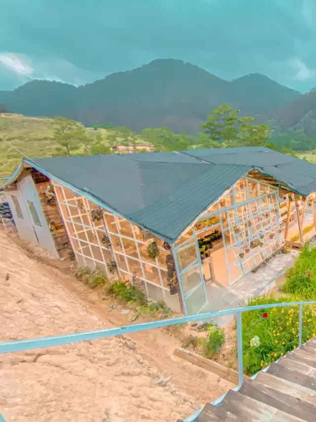   Homestay The Wilder Nest - Nơi thanh bình giữa rừng thông xanh mát giữa Đà Lạt