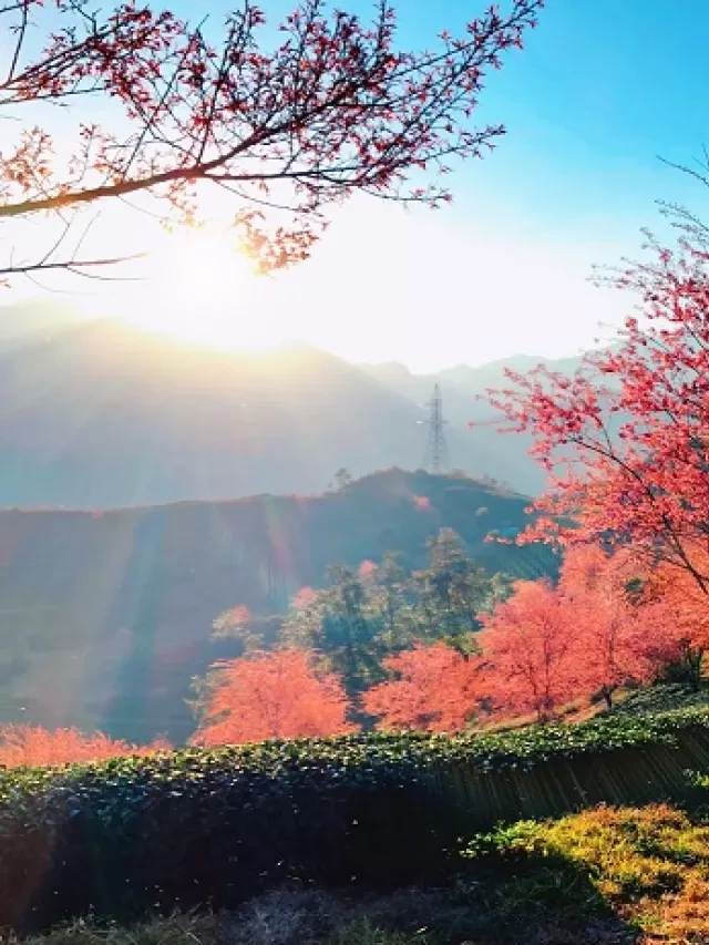   Tour du lịch Sapa - Trải nghiệm kỳ diệu của miền cao Việt Nam