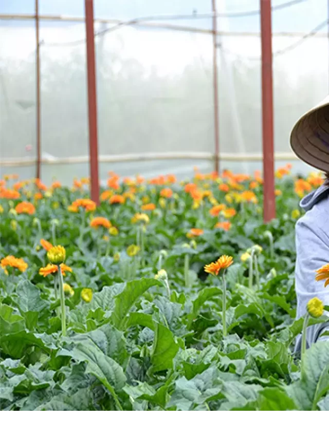   Văn Hóa Người Đà Lạt - Sự Kết Hợp Hài Hòa Giữa Đông Tây