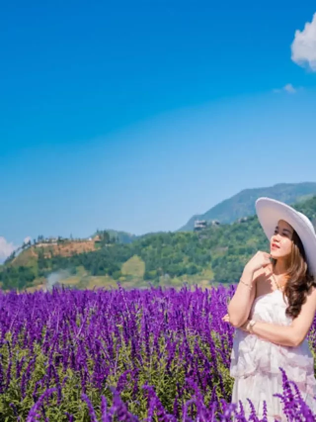   Vườn hoa Lavender Đà Lạt - Sự lung linh của thành phố ngàn hoa