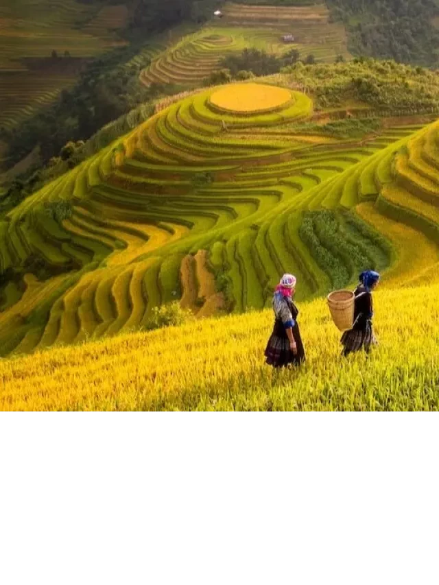   Cẩm nang du lịch SAPA tháng 10 - Mùa lúa chín đẹp nhất