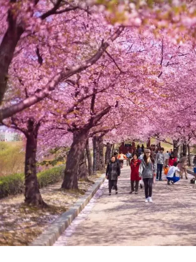   Giá tour du lịch Hàn Quốc năm 2022 - Những điều bạn cần biết
