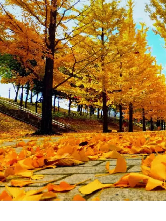   Tour du lịch Hàn Quốc lễ 2/9: Khám phá Incheon, Nami, Everland và Cung Điện (5 ngày 4 đêm)
