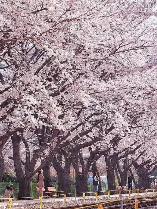   Du Lịch Osaka Tự Túc: Kinh Nghiệm và Địa Điểm Thú Vị