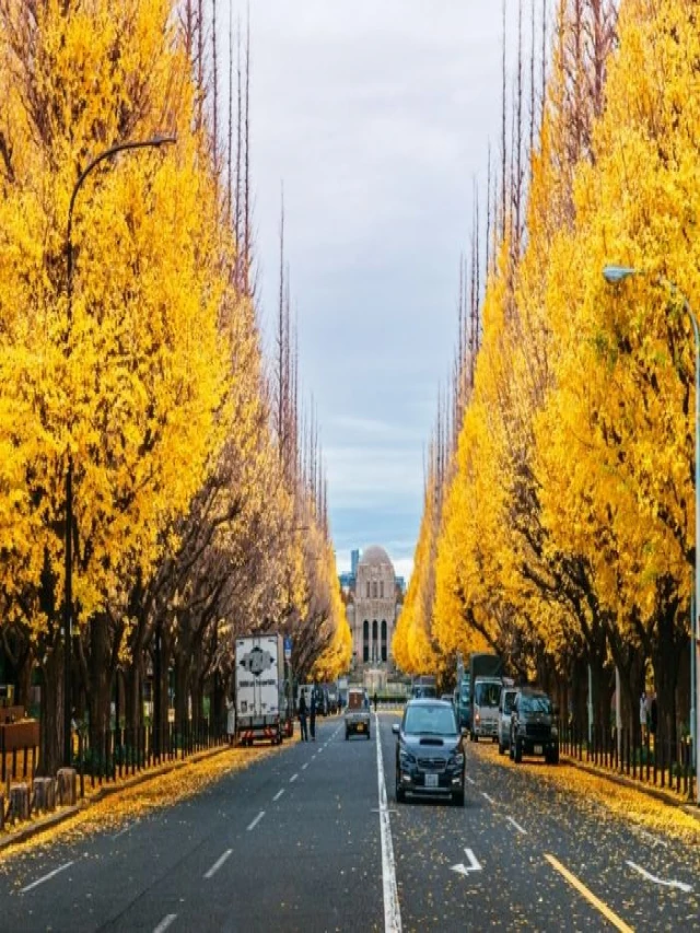   Du lịch Tokyo tháng 10: Tận hưởng màu lá vàng, đỏ rực