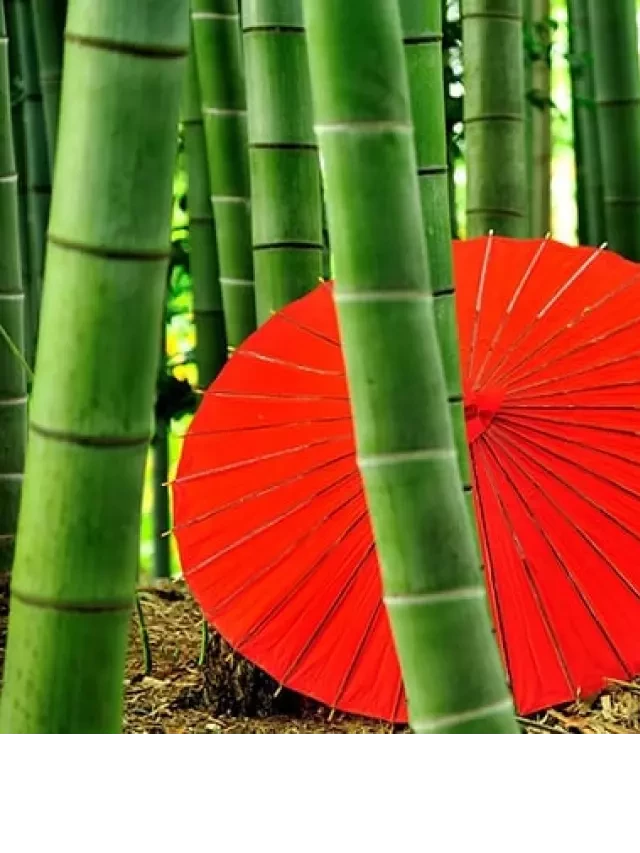   Kinh nghiệm du lịch Nhật Bản: Những điều cần biết trước khi đi