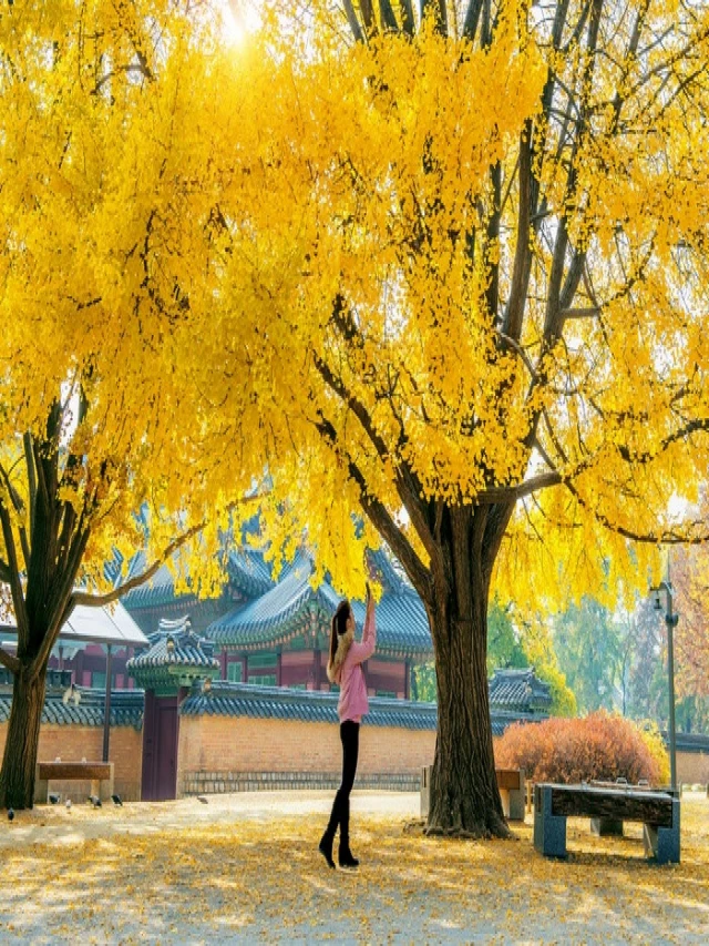   Top 3 tour du lịch Hàn Quốc nổi bật nhất 2023