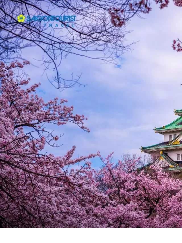   Du lịch Nhật Bản: Nét đẹp của Osaka - Kyoto - Vườn Trái Cây - Núi Phú Sỹ - Tokyo