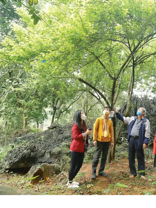   Khám phá Tuyết Sơn: Nét đẹp thiên nhiên tuyệt vời ẩn chứa trong rừng mơ cổ