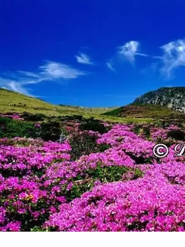   Kinh nghiệm du lịch đảo Jeju, Hàn Quốc 2024: Tận hưởng thiên đường tình yêu
