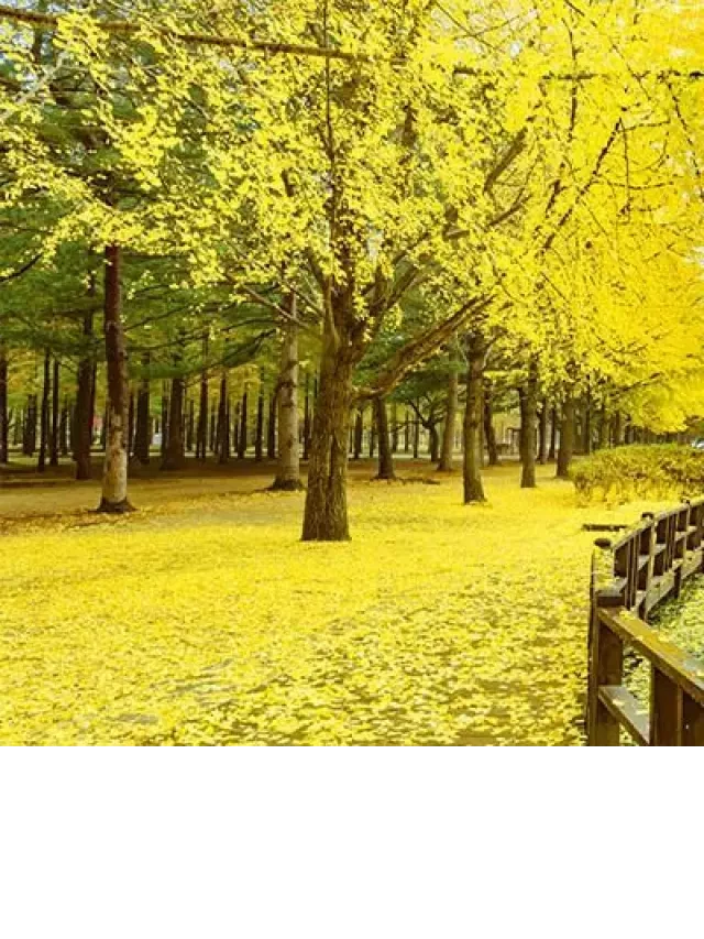   Du Lịch Hàn Quốc Từ Đà Nẵng: Khám Phá Seoul, Nami, Everland, Myeongdong
