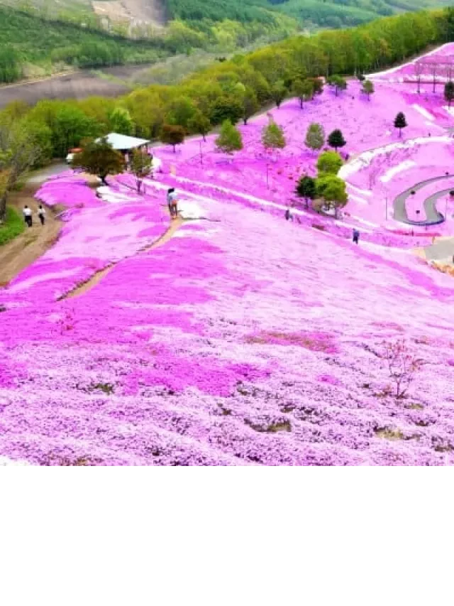   Du lịch Hokkaido tháng 7: Khám phá vẻ đẹp và trải nghiệm ẩm thực