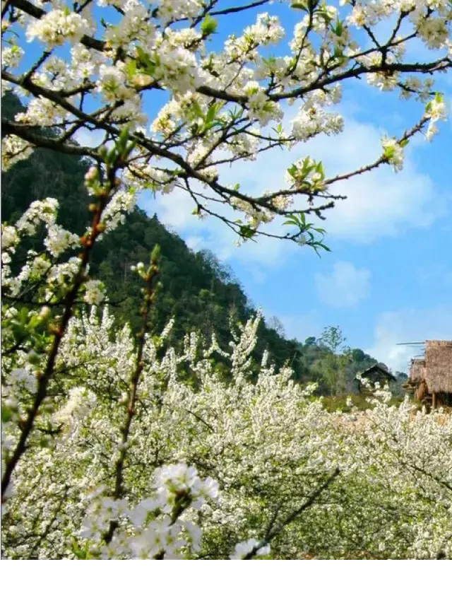   Du lịch Mộc Châu Tết Âm Lịch: Một kỳ nghỉ đáng nhớ trên cao nguyên