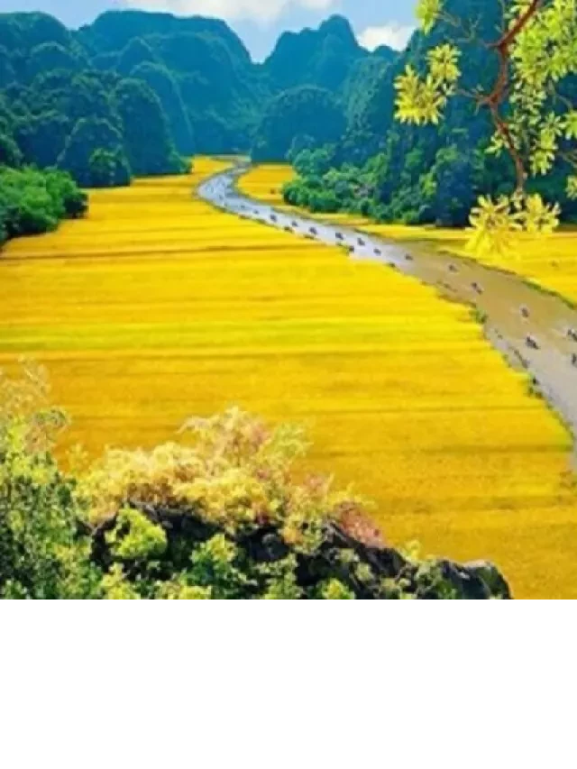   Nên đi Tam Cốc hay Tràng An? Nơi nào đẹp nhất