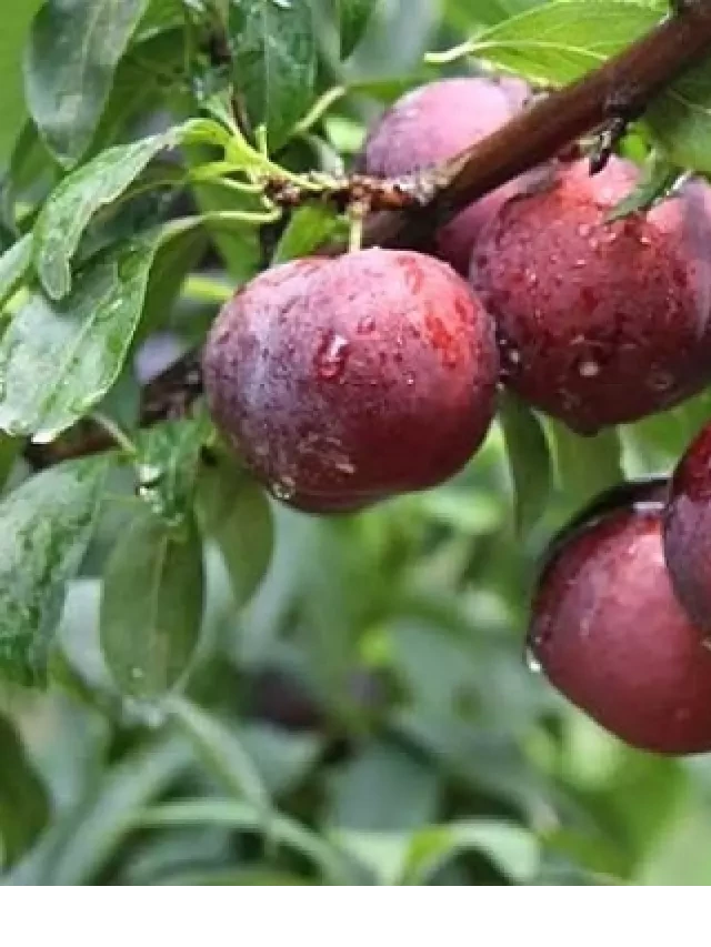   Tour du lịch Mộc Châu mùa hái mận: Khám phá thung lũng mận Nà Ka và đồi chè Mộc Châu
