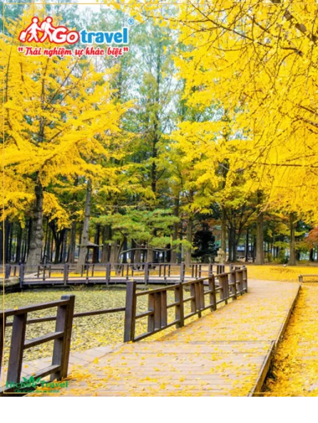   Cảnh Đẹp Đảo Nami Hàn Quốc Mùa Thu: Ngắm Sắc Vàng Rực Rỡ