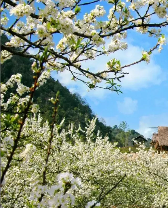   Cảnh đẹp mùa xuân ở Việt Nam: Những điểm đến cuốn hút lòng người