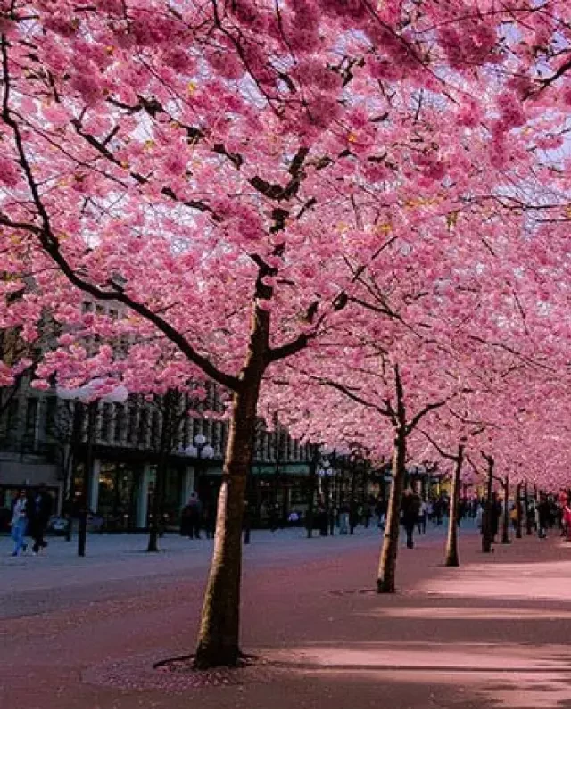   Chia sẻ tất tần tật kinh nghiệm du lịch Osaka tự túc