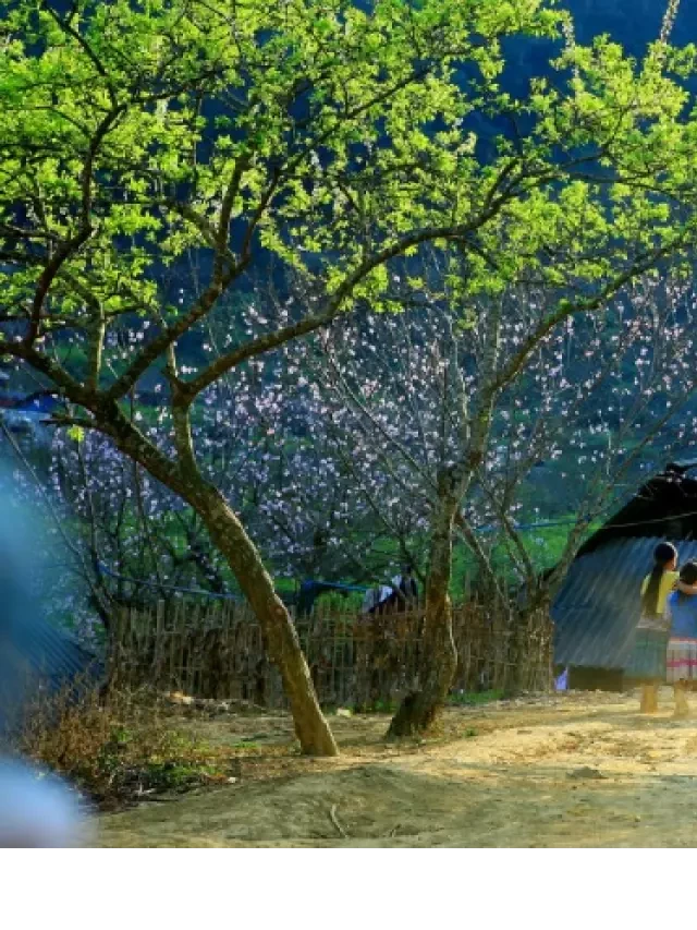   Công ty du lịch Mộc Châu chuyên tour 2 ngày 1 đêm nào đáng tin cậy?