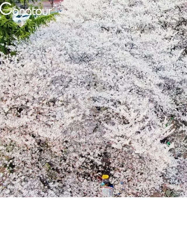   Đi du lịch Hàn Quốc vào thời gian nào, mùa nào đẹp nhất?