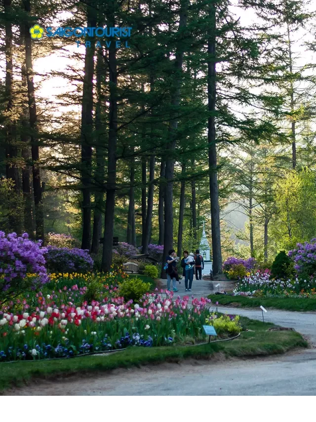   Du lịch Hàn Quốc Mùa Hoa anh đào 2023 [Seoul - Nami - Morning Calm - Công viên Yeouido - Lotte World]