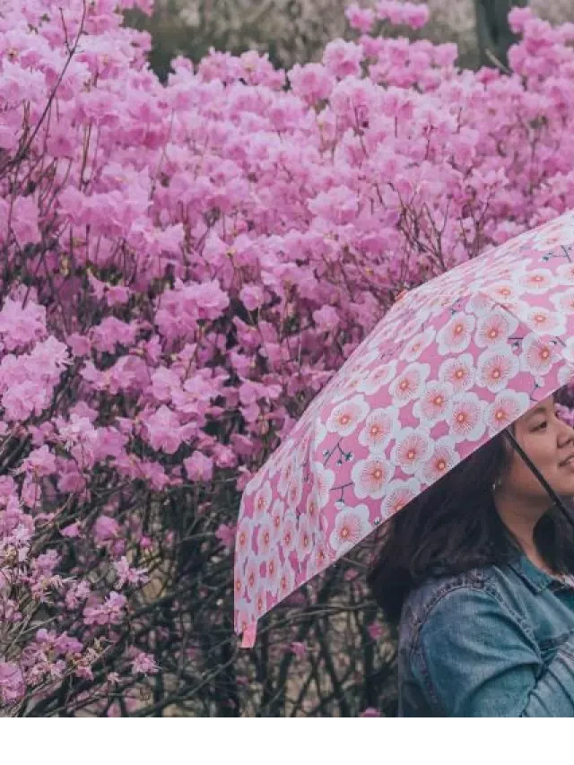   Du lịch Hàn Quốc mùa xuân: Khám phá sắc xuân độc đáo