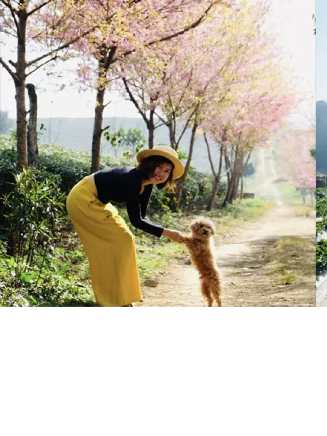   Du Lịch Mộc Châu 2 Ngày 1 Đêm: Khám Phá Lịch Trình Độc Đáo và Kinh Nghiệm Đáng Nhớ