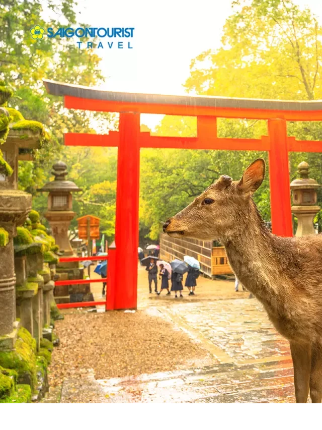   Du lịch Nhật Bản: Khám phá vẻ đẹp mùa Thu ở OSAKA - NARA - KYOTO - FUJI - TOKYO