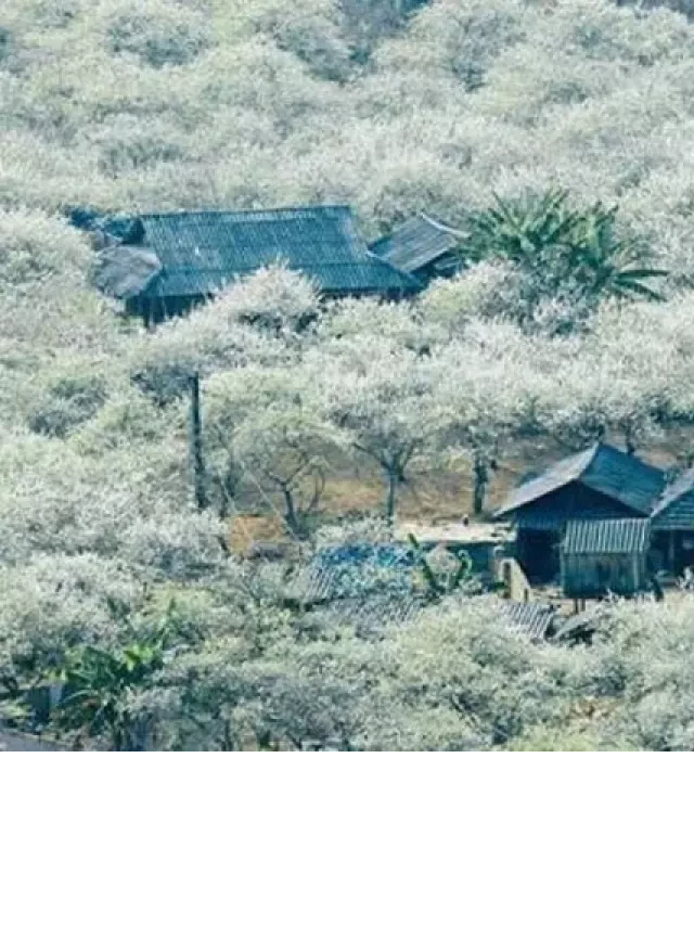   Du lịch tây Bắc: Khám phá Mộc Châu - Săn mây Tà Xùa
