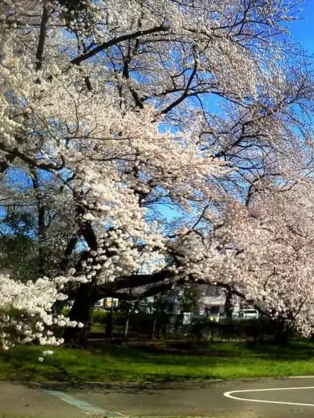   Du lịch Tokyo tháng 9: Thưởng thức vẻ đẹp của Nhật Bản mùa thu