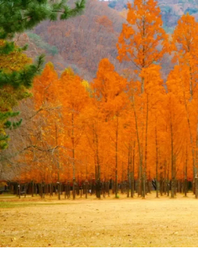  Hanoitourist - Khám phá du lịch với giá ưu đãi và trải nghiệm tuyệt vời