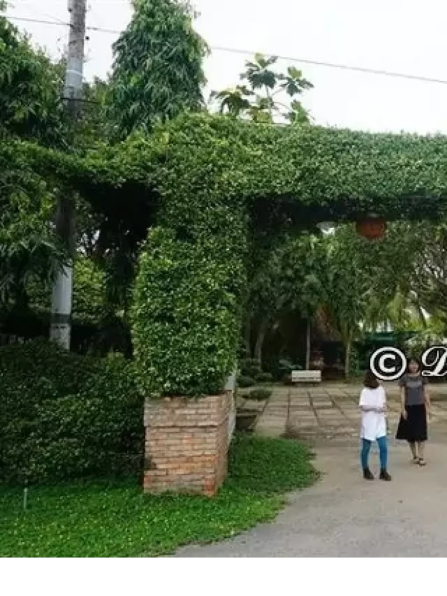   Kinh nghiệm đi khu du lịch Lan Vương Bến Tre: giá vé, ăn chơi