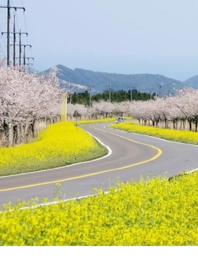   Kinh nghiệm du lịch Jeju tự túc: Khám phá hòn đảo thần tiên