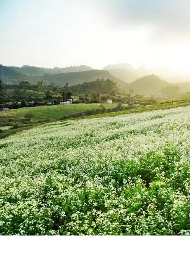   Mộc Châu tháng 11: Khám phá cánh đồng hoa cải đẹp thơ mộng