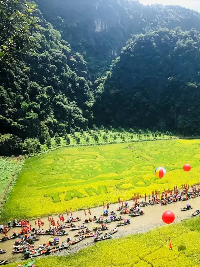   Rực rỡ ''mùa vàng'' Tam Cốc - Tràng An