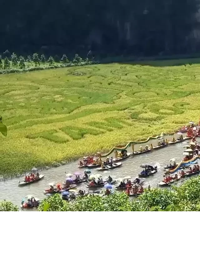   Sắc vàng Tam Cốc - Tràng An: Hòa mình vào cung đường du lịch hấp dẫn