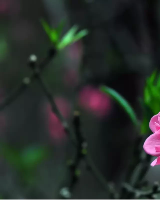   Mùa Xuân - Kỳ diệu của sự tươi mới và yêu thương