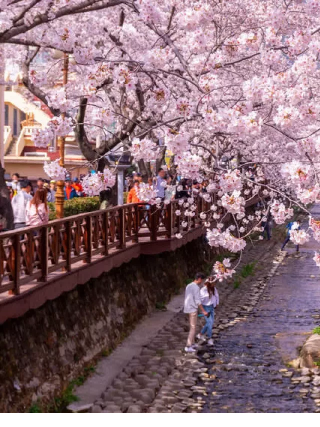   Tour du lịch Hàn Quốc tết 2024: Khám phá lịch trình hấp dẫn
