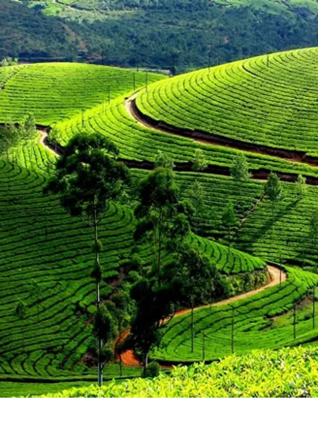   Tour ghép Mộc Châu 2 ngày 1 đêm: Khám phá cao nguyên Mộc Châu