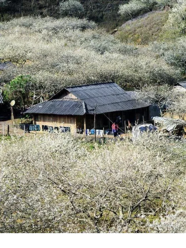   Tour Mộc Châu 2N1Đ: Khám phá vẻ đẹp tuyệt vời của hoa mận vùng cao