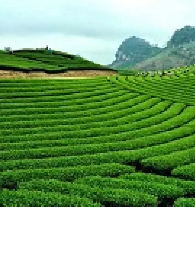   Tour Tây Bắc 6 Ngày 5 Đêm: Khám phá vùng Đà Lạt thứ 2 của Việt Nam