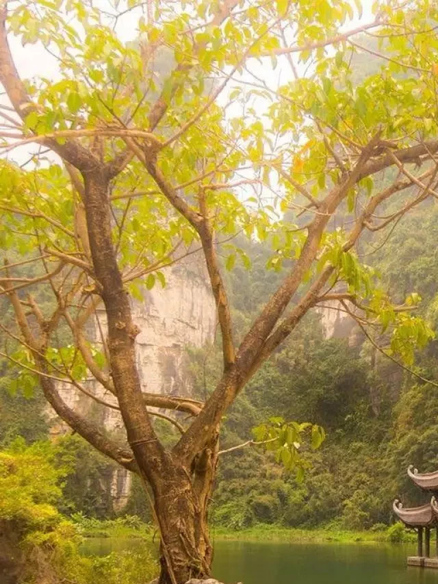   Tràng An Ninh Bình 2023: Kinh Nghiệm Du Lịch Tràng An#