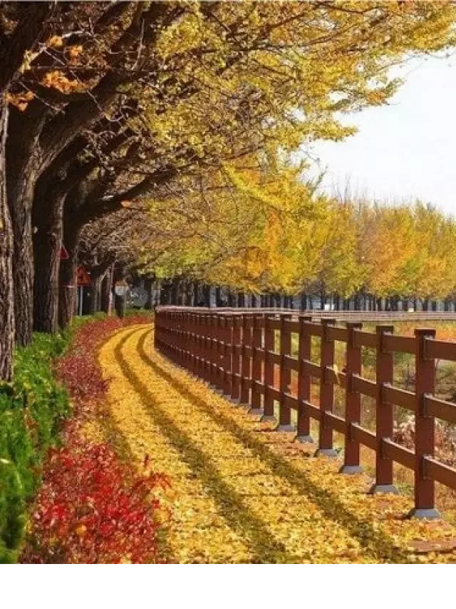  Chiêm ngưỡng vẻ đẹp kiêu sa của mùa thu Hàn Quốc