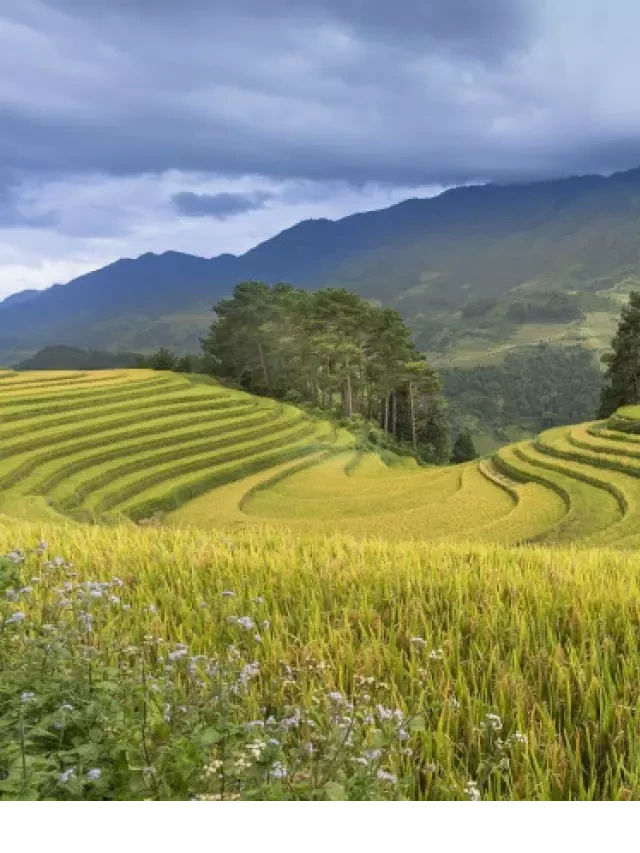   Cập nhật kinh nghiệm đi Mù Cang Chải 2023