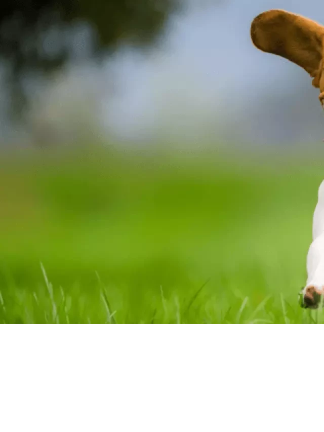   Cách Nấu Lẩu Khế: Món Ăn Truyền Thống Đậm Chất Việt Nam
