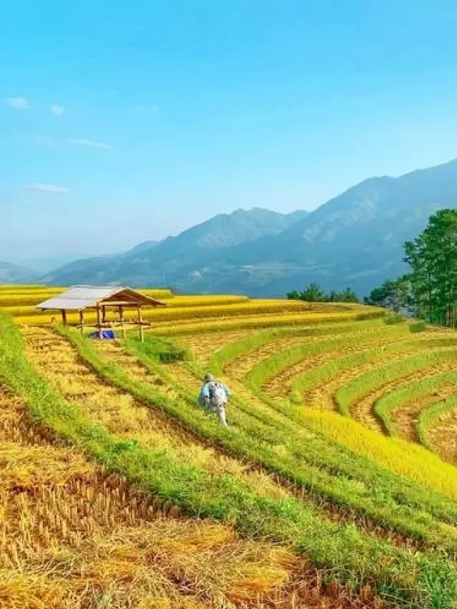   Đi du lịch Mù Cang Chải tháng 10: Sắc vàng lúa chín vẫn hấp dẫn!