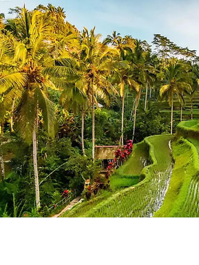   Tour du lịch Đảo Bali: Hà Nội - Bali - Hà Nội Bay VJ