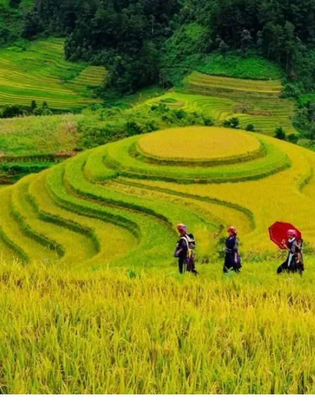  Du lịch Mù Cang Chải tháng 9: Khám phá vẻ đẹp độc đáo của ruộng bậc thang